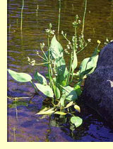 Частуха подорожниковая Частуха подорожниковая (Alisma plantago «aquatica» L.)